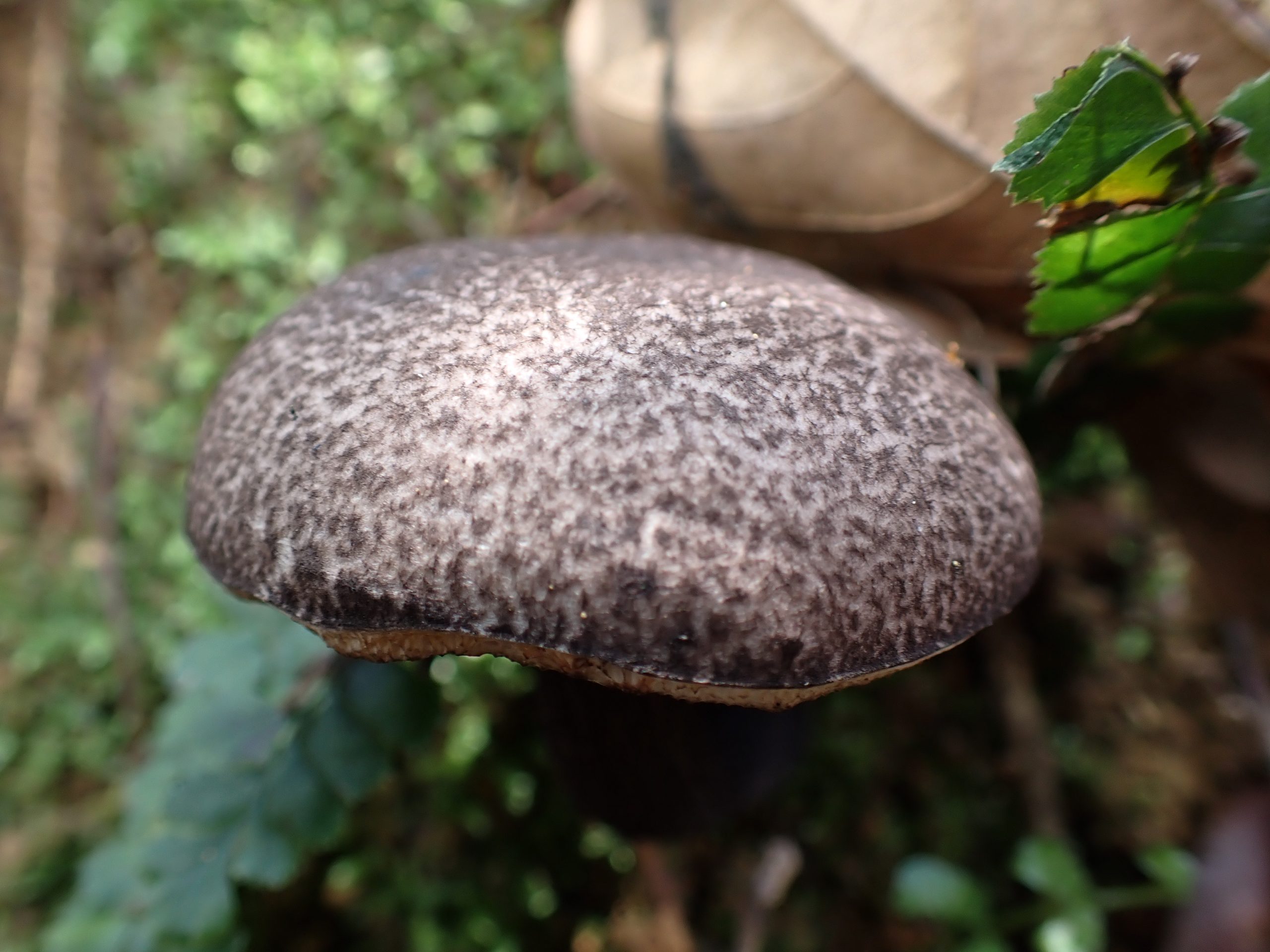 boletus-debbie-s-adventure